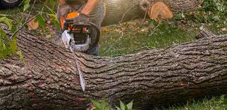 Best Tree Trimming and Pruning  in Santa Paula, CA