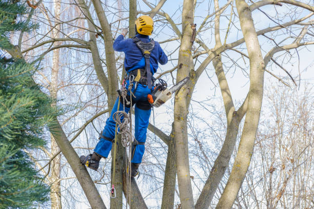 Best Fruit Tree Pruning  in Santa Paula, CA