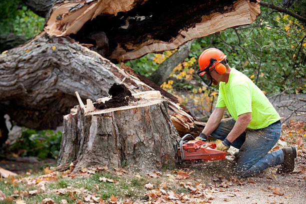 Best Firewood Processing and Delivery  in Santa Paula, CA