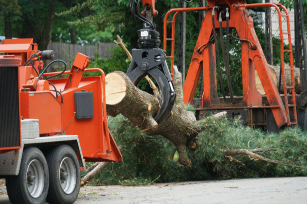 Best Weed Control  in Santa Paula, CA